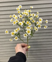 Ромашка-Матрикария - Доставка цветов в Екатеринбурге