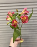 Альстромерия - Доставка цветов в Екатеринбурге