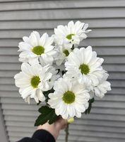 Хризантема - Доставка цветов в Екатеринбурге