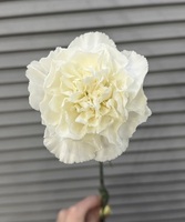 Гвоздики (диантусы) - Доставка цветов в Екатеринбурге