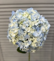 Гортензия - Доставка цветов в Екатеринбурге