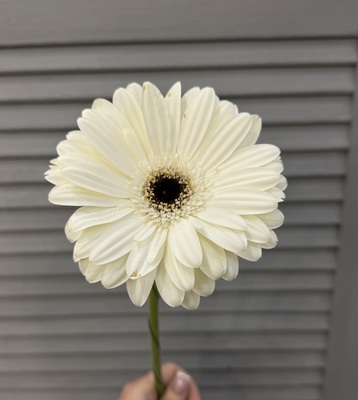 Гербера  - Доставка цветов в Екатеринбурге