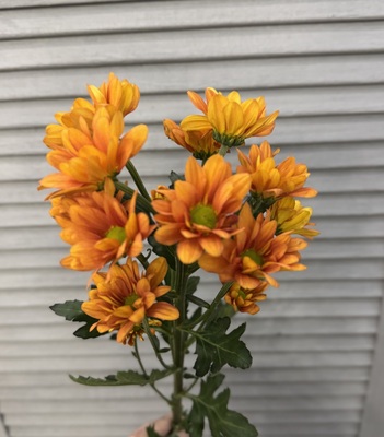 Хризантема кустовая  - Доставка цветов в Екатеринбурге