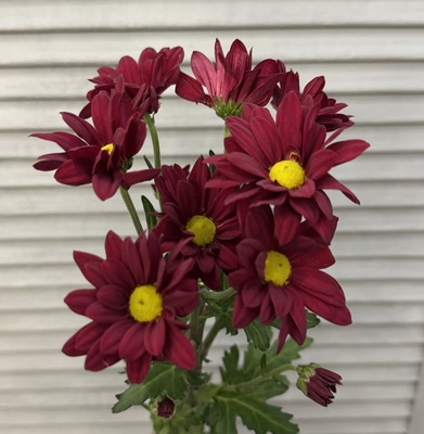 Хризантема кустовая  - Доставка цветов в Екатеринбурге