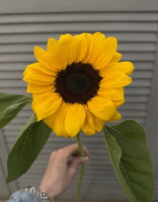 Подсолнух  - Доставка цветов в Екатеринбурге