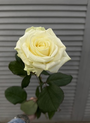 Роза 70-80 см  - Доставка цветов в Екатеринбурге