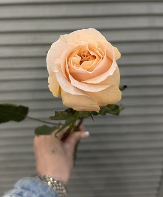 Роза Эквадор 50 см  - Доставка цветов в Екатеринбурге