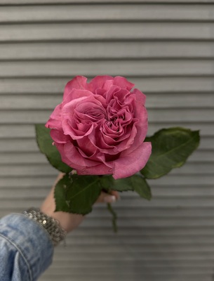 Роза Эквадор 50 см  - Доставка цветов в Екатеринбурге