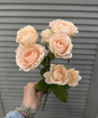 Роза кустовая  - Доставка цветов в Екатеринбурге