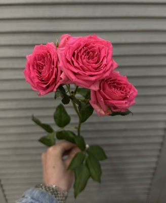 Роза кустовая  - Доставка цветов в Екатеринбурге