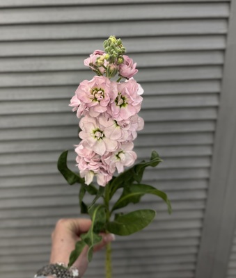 Маттиола  - Доставка цветов в Екатеринбурге