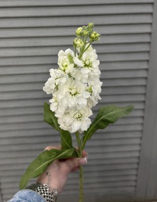 Маттиола  - Доставка цветов в Екатеринбурге