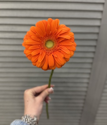 Гербера  - Доставка цветов в Екатеринбурге