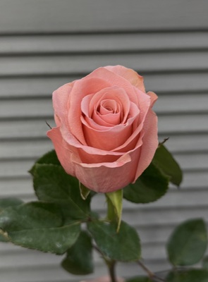 Роза Эквадор 50 см  - Доставка цветов в Екатеринбурге