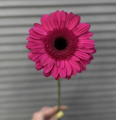 Гербера  - Доставка цветов в Екатеринбурге