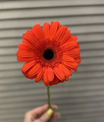 Гербера  - Доставка цветов в Екатеринбурге