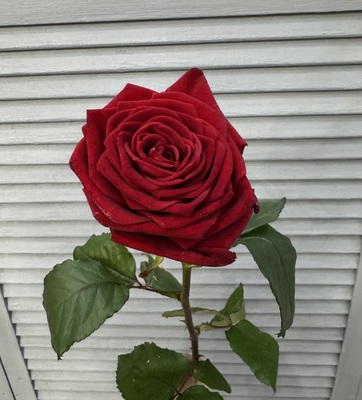 Роза Ижевск 70-80 см  - Доставка цветов в Екатеринбурге