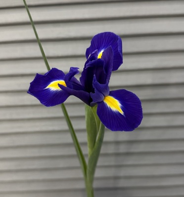 Ирис  - Доставка цветов в Екатеринбурге