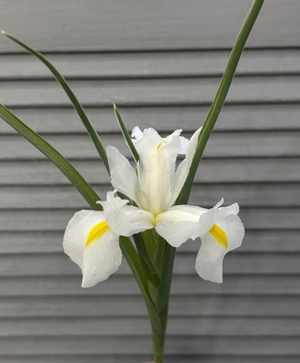 Ирис белый  - Доставка цветов в Екатеринбурге