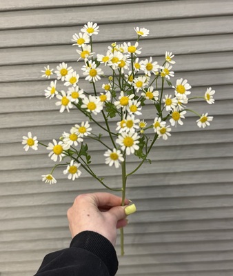 Матрикария  - Доставка цветов в Екатеринбурге