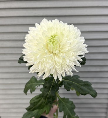 Хризантема крупная одиночная  - Доставка цветов в Екатеринбурге