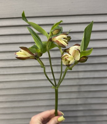 Альстромерия - Доставка цветов в Екатеринбурге