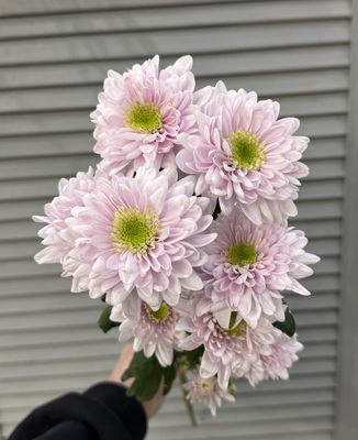 Хризантема кустовая  - Доставка цветов в Екатеринбурге