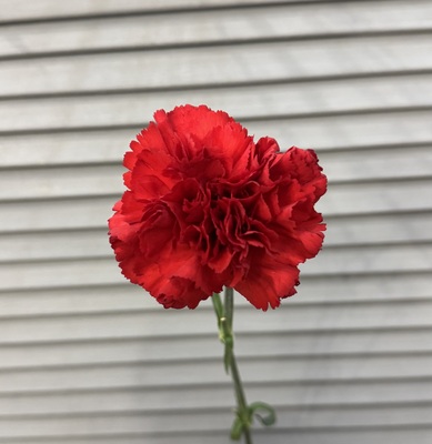 Гвоздика  - Доставка цветов в Екатеринбурге