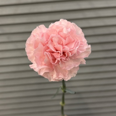 Гвоздика  - Доставка цветов в Екатеринбурге