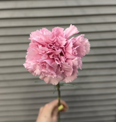 Гвоздика  - Доставка цветов в Екатеринбурге