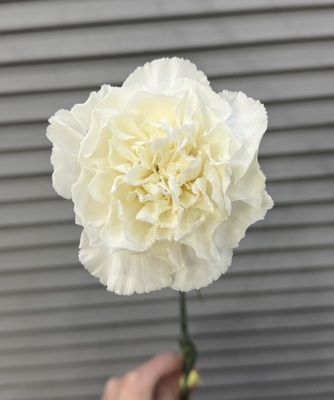 Гвоздика  - Доставка цветов в Екатеринбурге