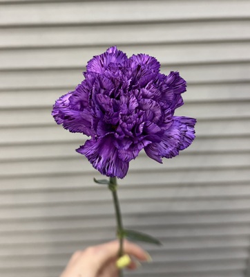 Гвоздика  - Доставка цветов в Екатеринбурге