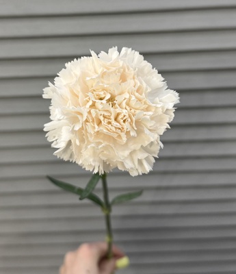 Гвоздика  - Доставка цветов в Екатеринбурге