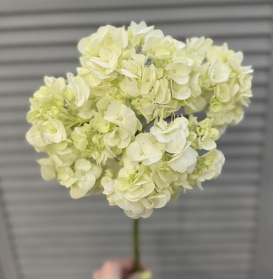 Гортензия - Доставка цветов в Екатеринбурге