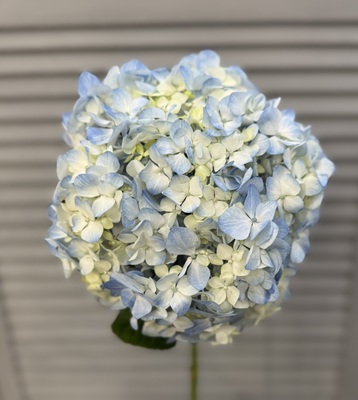 Гортензия - Доставка цветов в Екатеринбурге