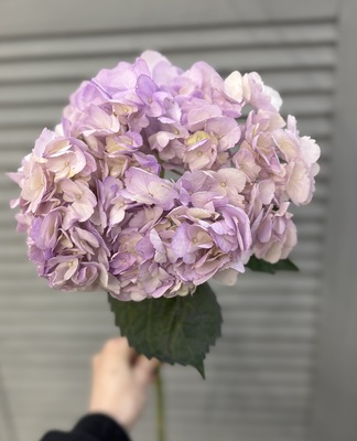 Гортензия - Доставка цветов в Екатеринбурге