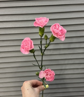 Гвоздика кустовая  - Доставка цветов в Екатеринбурге