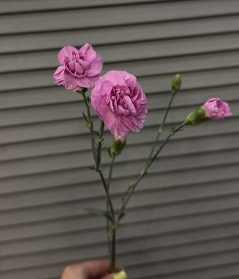 Гвоздика кустовая  - Доставка цветов в Екатеринбурге