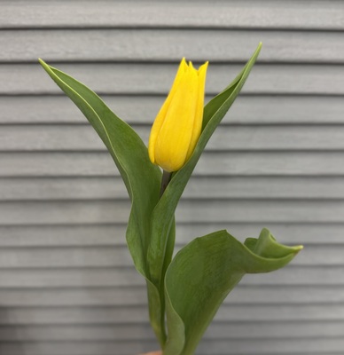 Тюльпан  - Доставка цветов в Екатеринбурге