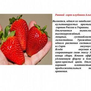 К дачному сезону готовы? - Доставка цветов в Екатеринбурге