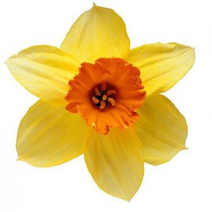 Мы совершили преступление! - Доставка цветов в Екатеринбурге