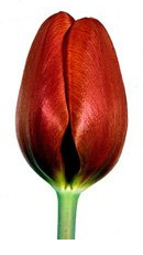 Тюльпановый беспредел! - Доставка цветов в Екатеринбурге