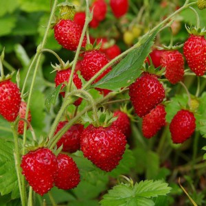 Сезон рассады земляники открыт! - Доставка цветов в Екатеринбурге