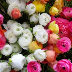 Открыт новый сезон анемонов и ранункулюсов - Доставка цветов в Екатеринбурге