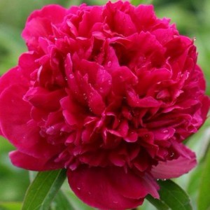 Пиономания в tochka66 - Доставка цветов в Екатеринбурге