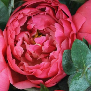 Сезон пионов открыт! - Доставка цветов в Екатеринбурге