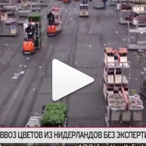 Гиацинты! Давай, до свидания? - Доставка цветов в Екатеринбурге